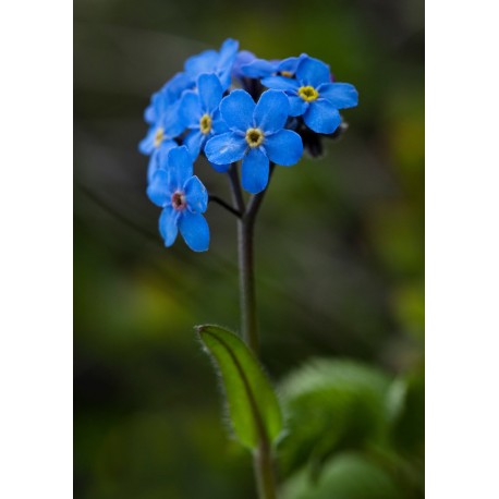 Forget-Me-Not - Flor de California