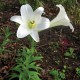 Easter Lily - Flor de California