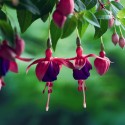 Fuchsia - Flor de California