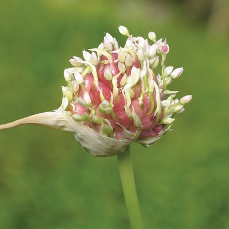 Garlic - Flor de California