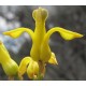Golden Ear Drops - Flor de California