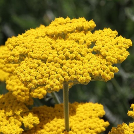Golden Yarrow - Flor de California