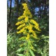 Goldenrod - Flor de California