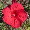 Hibiscus - Flor de California