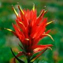 Indian Paintbrush - Flor de California