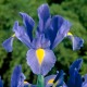 Iris - Flor de California