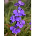 Larkspur - Flor de California