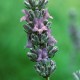 Lavender - Flor de California