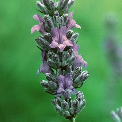 Lavender - Flor de California