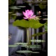 Lotus - Flor de California