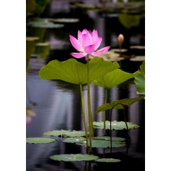 Lotus - Flor de California