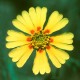 Madia - Flor de California
