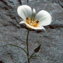 Mariposa Lily - Flor de California