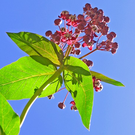 Milkweed - Flor de California