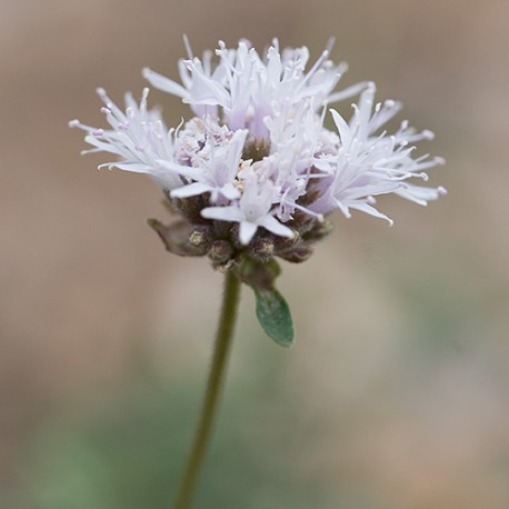 Mountain Pennyroyal - Flor de California