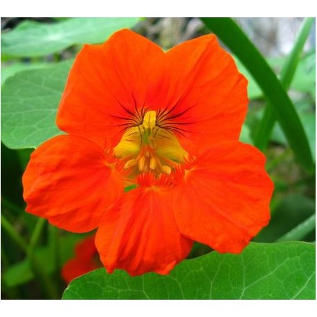 Nasturtium - Flor de California