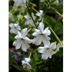 Nicotiana - Flor de California