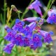 Penstemon - Flor de California