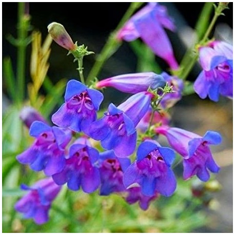 Penstemon - Flor de California