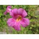 Pink Monkeyflower - Flor de California