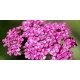 Pink Yarrow - Flor de California