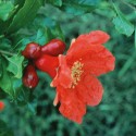 Pomegranate - Flor de California
