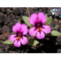 Purple Monkeyflower - Flor de California