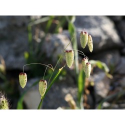 Quaking Grass - Flor de California