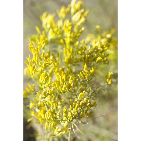 Sagebrush - Flor de California