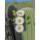 Saguaro - Flor de California