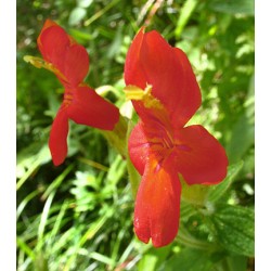 Scarlet Monkeyflower - Flor de California