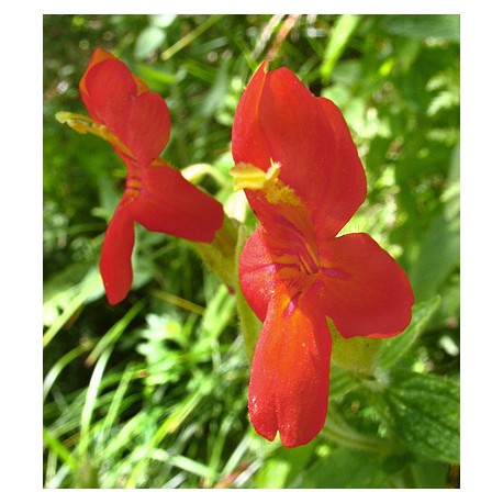 Scarlet Monkeyflower - Flor de California