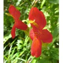 Scarlet Monkeyflower - Flor de California