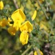 Scotch Broom - Flor de California