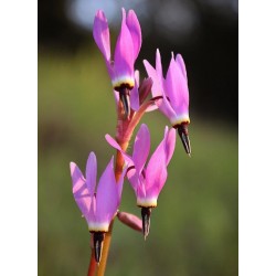 Shooting Star - Flor de California