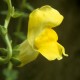 Snapdragon - Flor de California