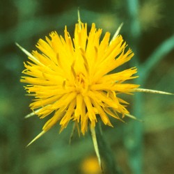 Star Thistle - Flor de California