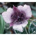 Star Tulip - Flor de California