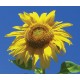 Sunflower - Flor de California