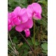 Sweet Pea - Flor de California