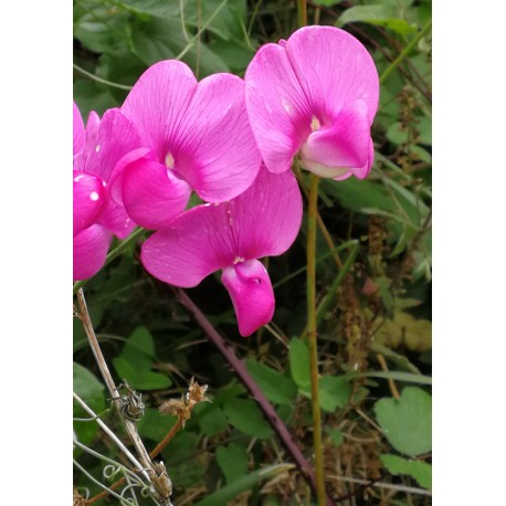 Sweet Pea - Flor de California