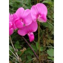 Sweet Pea - Flor de California