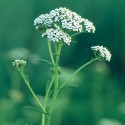 Yarrow - Flor de California