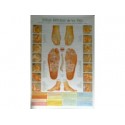 Reflexología de los pies - Poster