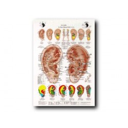 Auriculoterapia - Poster