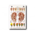 Auriculoterapia - Poster