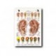Auriculoterapia - Carta - Referencia de estudio