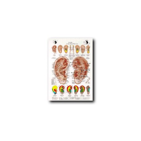 Auriculoterapia - Carta - Referencia de estudio