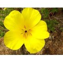 Amancai - Esencia Floral del Desierto de Chile