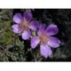 Calandrina - Esencia Floral del Desierto de Chile